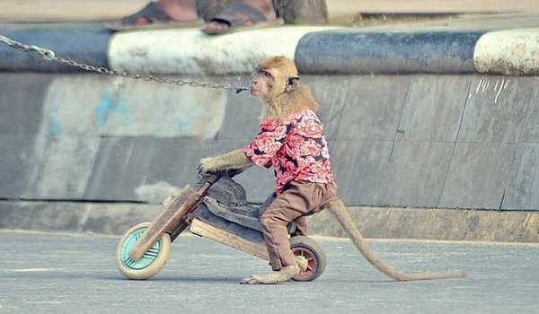 Comment les animaux sont-ils dressés pour le cirque?